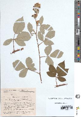 spécimen de Rubus ulmifolius