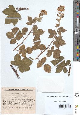 spécimen de Rubus ulmifolius