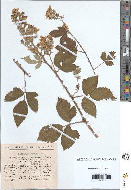 spécimen de Rubus ulmifolius