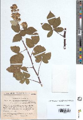 spécimen de Rubus ulmifolius