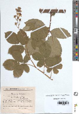 spécimen de Rubus thyrsoideus