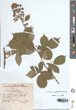 spécimen de Rubus thyrsoideus