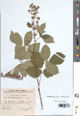 spécimen de Rubus thyrsoideus