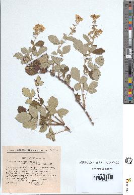 spécimen de Rubus tomentosus