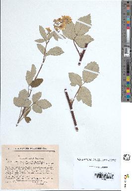 spécimen de Rubus tomentosus