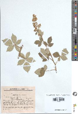 spécimen de Rubus tomentosus