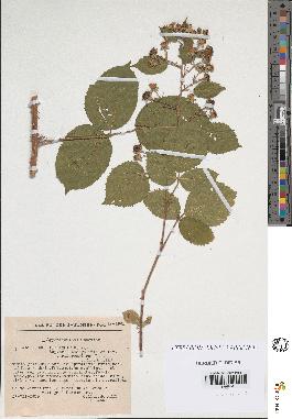 spécimen de Rubus colemannii