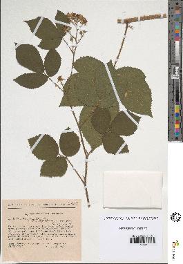 spécimen de Rubus foliosus