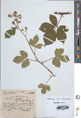 spécimen de Rubus insericatus