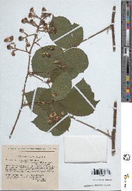 spécimen de Rubus insericatus