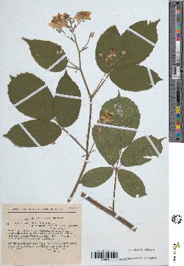 spécimen de Rubus insericatus