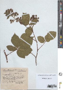 spécimen de Rubus pallidus