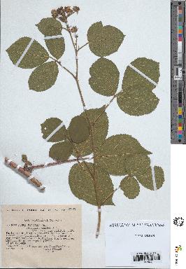 spécimen de Rubus pallidus