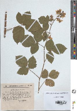 spécimen de Rubus melanoxylon