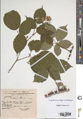 spécimen de Rubus hebecarpus