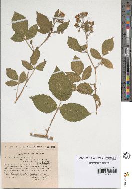 spécimen de Rubus hirtus