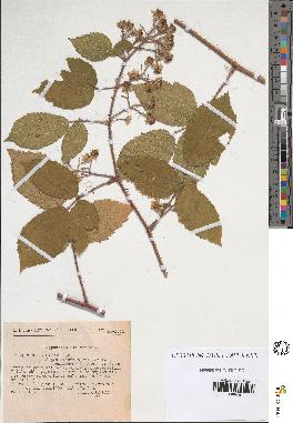 spécimen de Rubus hirtus