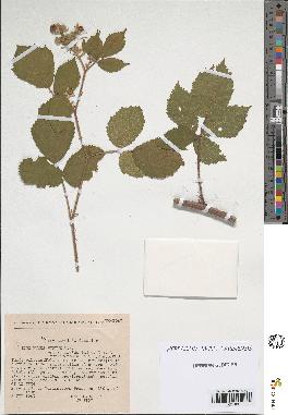 spécimen de Rubus hirtus