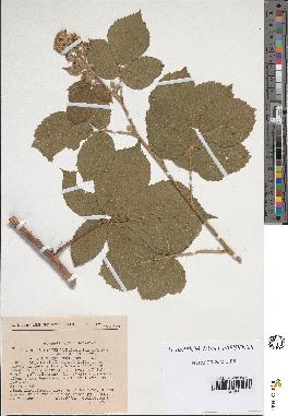 spécimen de Rubus hirtus