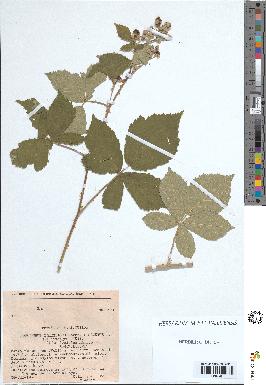 spécimen de Rubus tomentosus