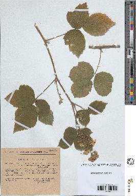 spécimen de Rubus pallidus