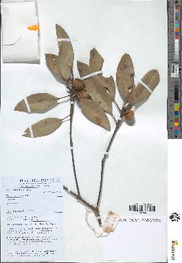 spécimen de Quercus sp.