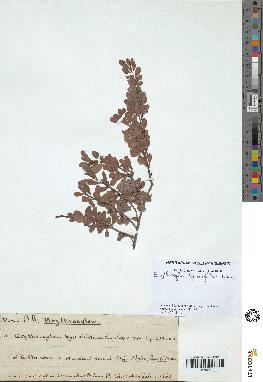 spécimen de Erythroxylum hypericifolium