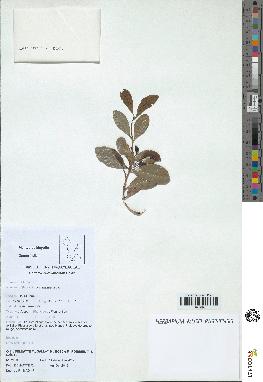 spécimen de Erythroxylum hypericifolium