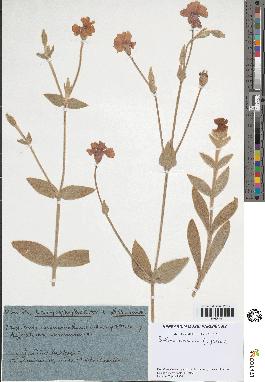 spécimen de Silene coronaria