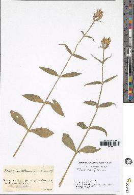 spécimen de Silene noctiflora