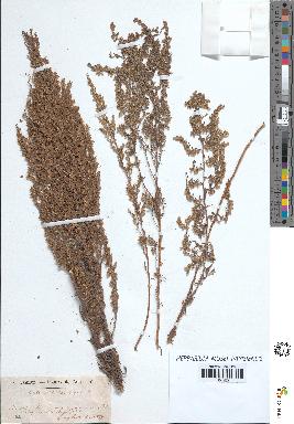 spécimen de Artemisia caerulescens