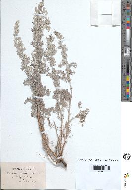 spécimen de Artemisia maritima