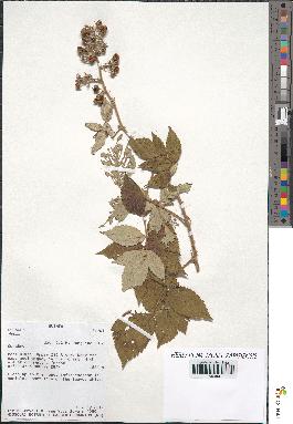 spécimen de Rubus sp.