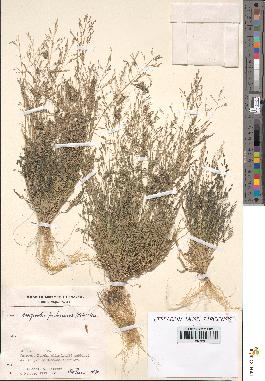 spécimen de Eragrostis pectinacea