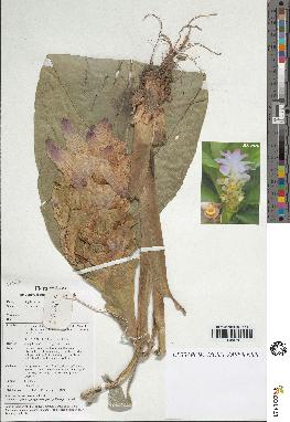 spécimen de Curcuma sp.