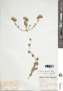 spécimen de Convolvulus glomeratus