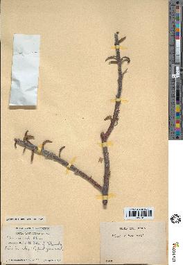 spécimen de Ficus rubra