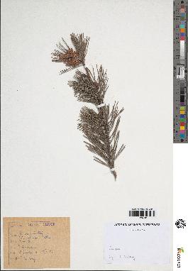 spécimen de Pinus sylvestris