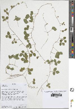 spécimen de Desmodium sp.