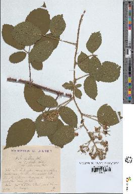 spécimen de Rubus pallidus