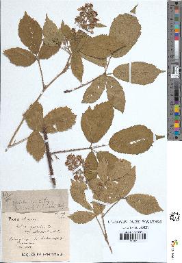 spécimen de Rubus pallidus