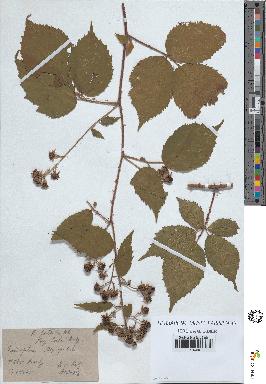 spécimen de Rubus pallidus