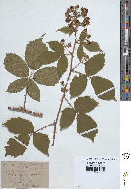 spécimen de Rubus pallidus