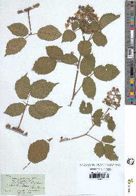 spécimen de Rubus pallidus