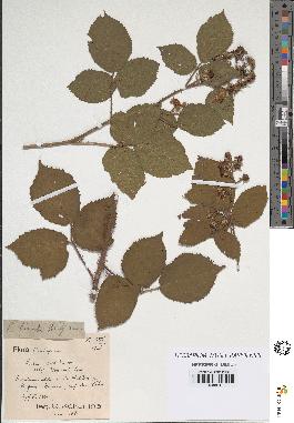 spécimen de Rubus hirsutus