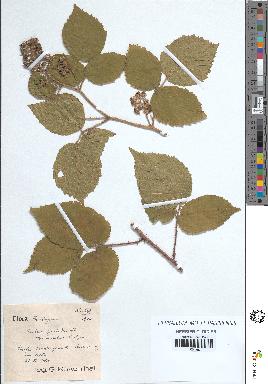 spécimen de Rubus pallidus