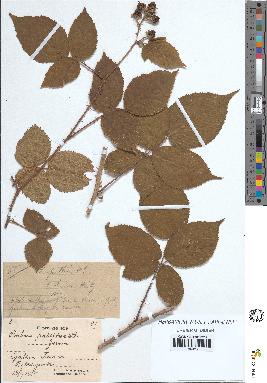 spécimen de Rubus pallidus