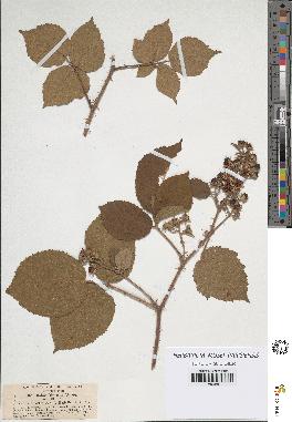 spécimen de Rubus hirsutus