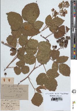 spécimen de Rubus pallidus