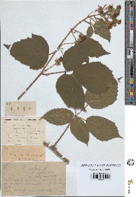 spécimen de Rubus pallidus